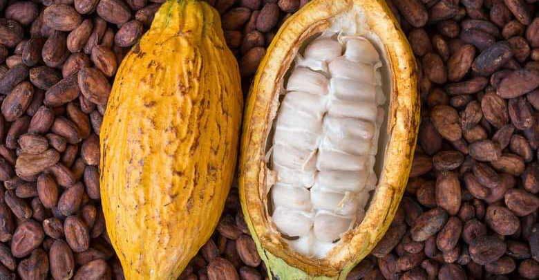 Agriculture : Baisse de la production cacaoyère