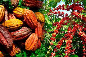 Révolution agricole : L’opérationnalisation du Guichet agroécologique cacao-café